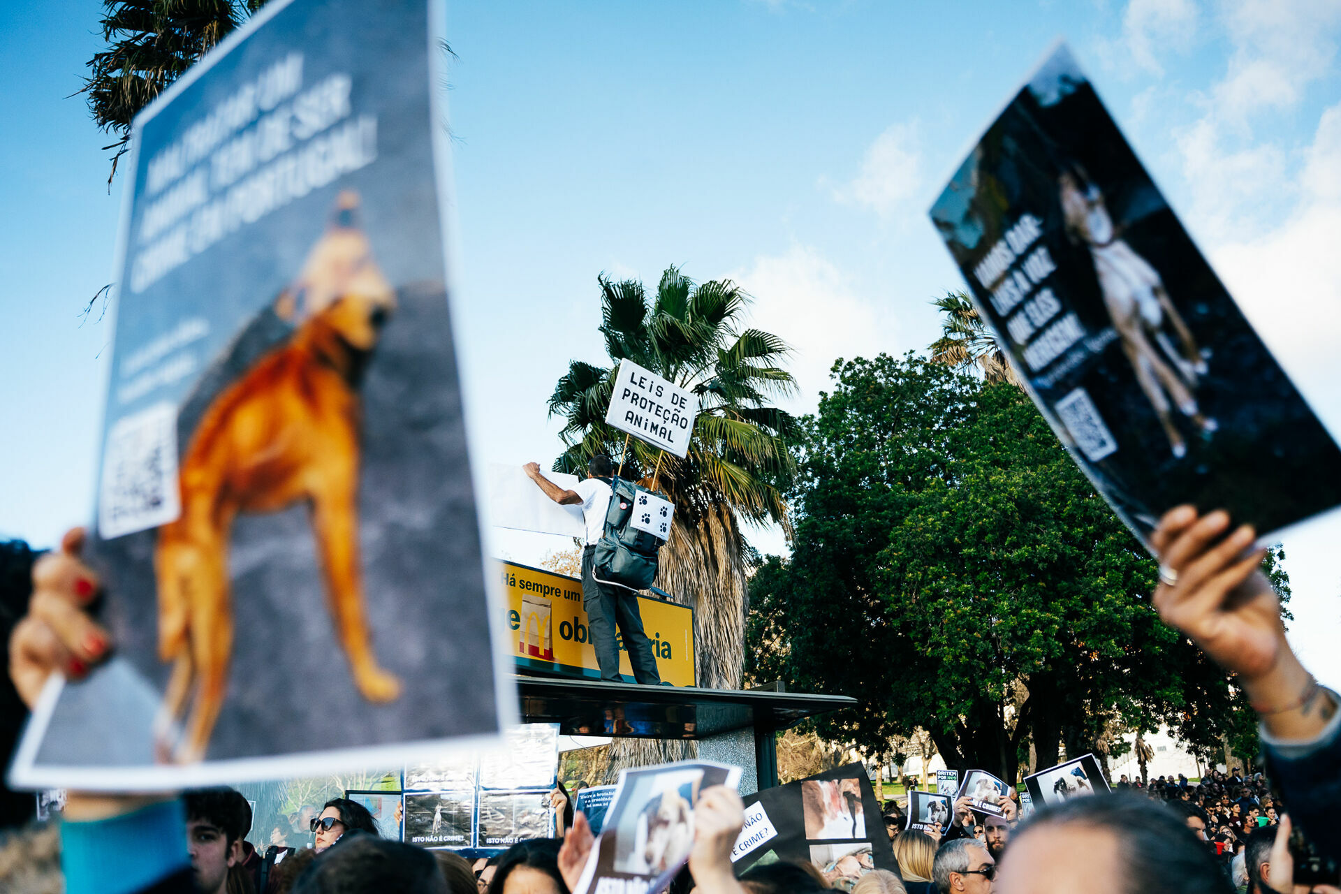 Foto Manifestação De Defesa Animal Foto Manifestação De Defesa Animal - Imagem 12